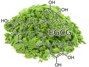 matcha egcg