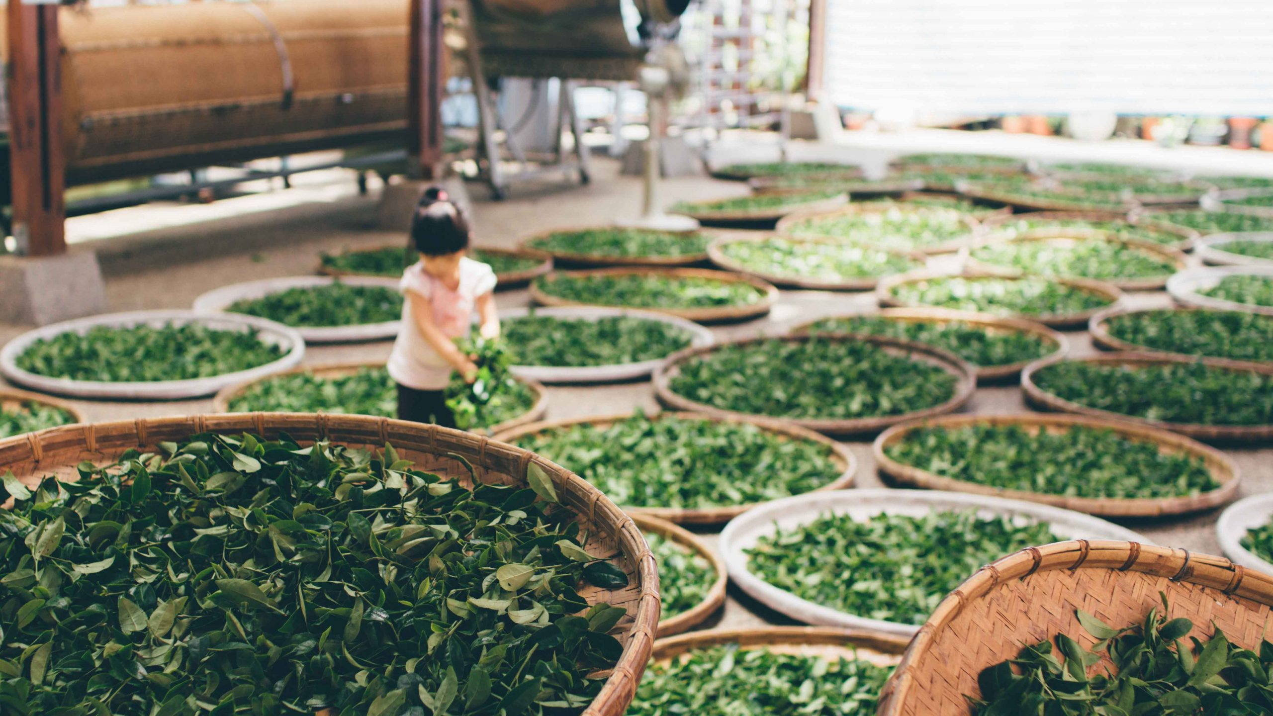 green tea being dried in baskets