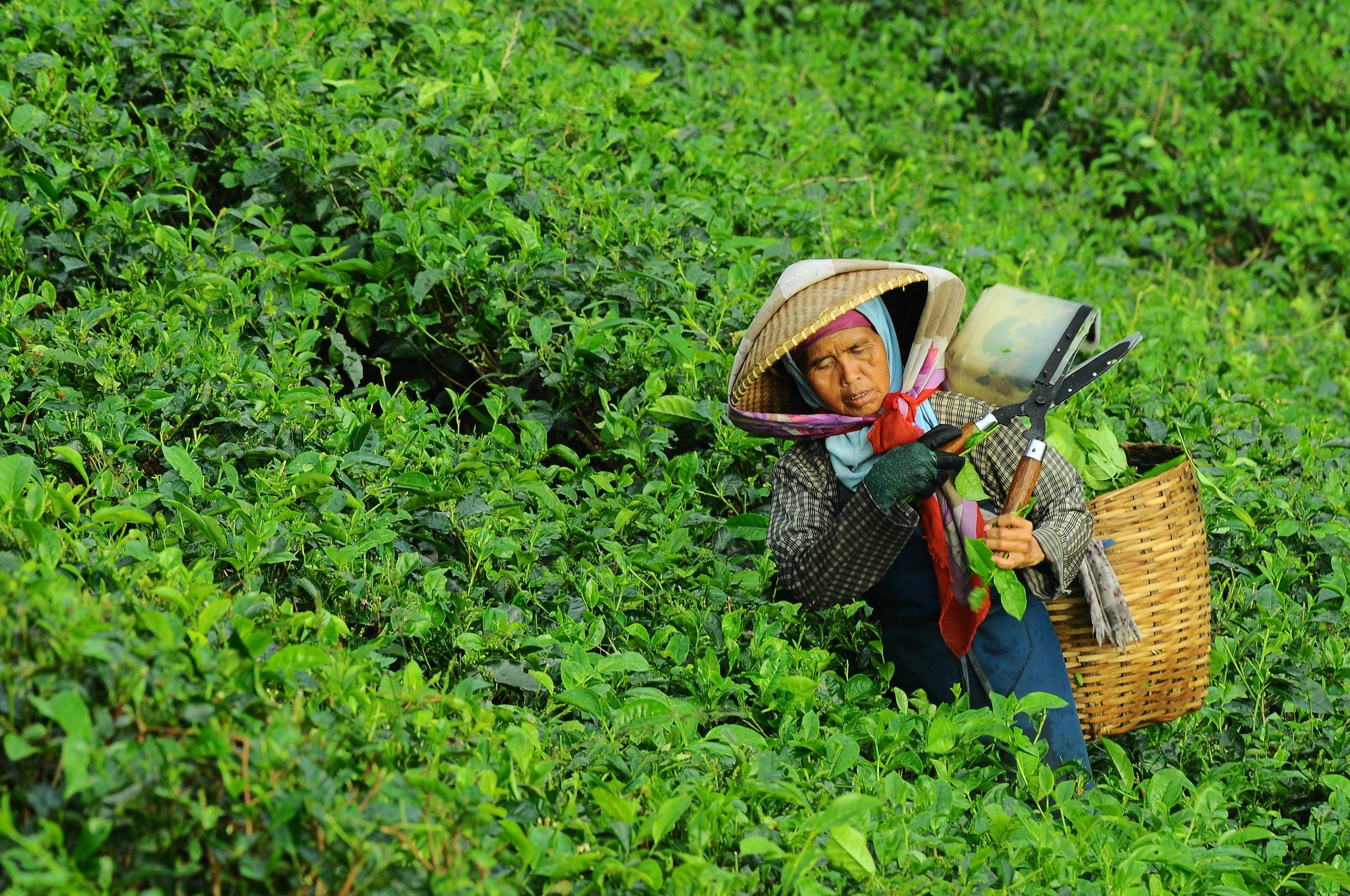 tea farmer plucking tea in plantation