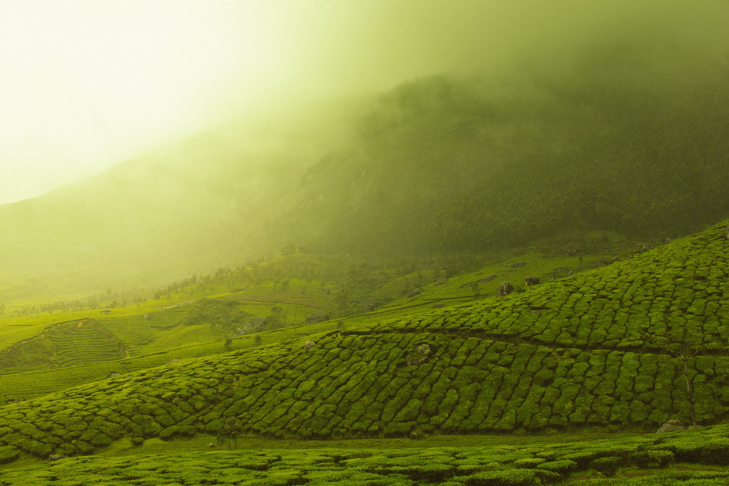 vast tea plantation